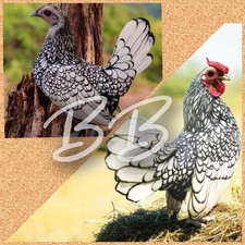 Silver sebright bantam for sale  Whitney