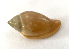 Coquillage margellidae margine d'occasion  Mandelieu-la-Napoule