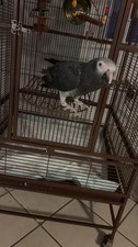 African grey parrot for sale  Pineville