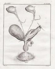 Incisione In Rame Di Anatomia Di Macaco Macaco Buffon 1780 comprar usado  Enviando para Brazil