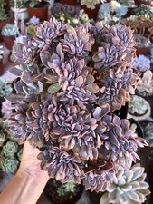 Echeveria debbi crested for sale  Rowland Heights