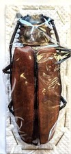 Callipogon armillatus 98mm for sale  Everett