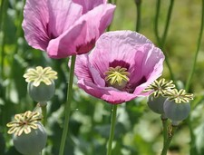 Light purple giant for sale  MAIDSTONE