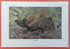 JAGUAR  Panthera onca erlegt Tapir Tapirus   Farbdruck 1911 Wilhelm Kuhnert comprar usado  Enviando para Brazil