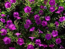 Graines pétunia violet d'occasion  Sanary-sur-Mer