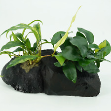 Anubias nana minima for sale  Inglewood