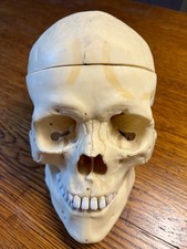 human skull replica for sale  UK
