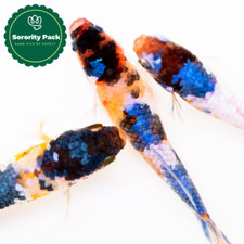 Koi nemo black for sale  San Diego