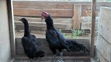 Ganoi hatching eggs for sale  Jurupa Valley