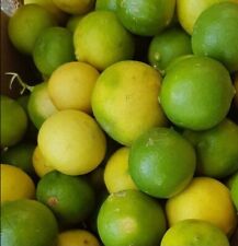 Citrus aurantifolia limón for sale  USA