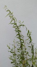 Tortured willow stems for sale  KNARESBOROUGH