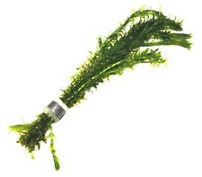 Elodea densa bunch for sale  PLYMOUTH