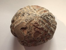 Detailreicher seeigel echinoco gebraucht kaufen  Schönberg