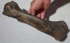 Bison right radius for sale  USA