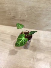 verrucosum philodendron gebraucht kaufen verrucosum philodendron gebraucht kaufen Bogen