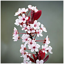 Prunus cistena purple for sale  NEWTOWNARDS