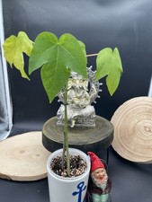 Giant papaya 60cm gebraucht kaufen  Sontra