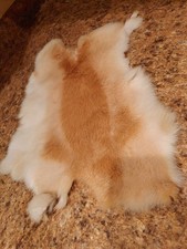 taxidermy fur rabbit pelt 1 for sale taxidermy fur rabbit pelt 1 for sale Lagrange
