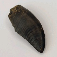 Allosaurus 1.54 tooth for sale  Rockledge