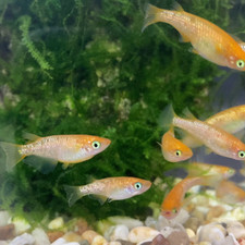 150g aquarium for sale  Fresno