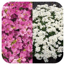 Arabis mix plug for sale  LINCOLN