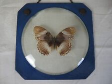 Schmetterling präparat selbst gebraucht kaufen  Lemgow
