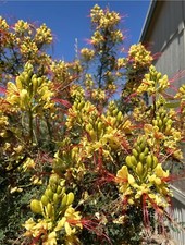 Mexican bird paradise for sale  Deming