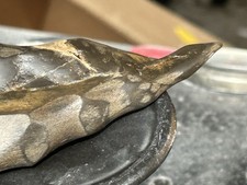 Reptile claw fossil for sale  Clearfield