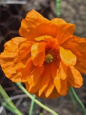 Welsh poppy semi for sale  OKEHAMPTON