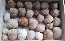 Größere kleinere weinbergsch gebraucht kaufen  Ruppertshofen