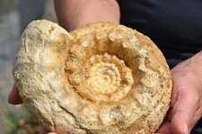 Grande ammonite erymnoceras d'occasion  Pont-à-Mousson