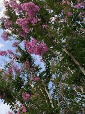 Crepe myrtle tree for sale  Weleetka