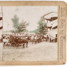 Rochester horse harness for sale  Portland