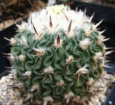 Stenocactus phyllanthus echino for sale  Miami
