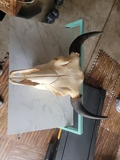Buffalo bison head for sale  San Antonio