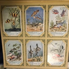 Figurine liebig pesci usato  Cagliari