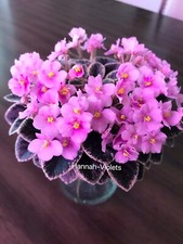 African violet plant for sale  Cedar Park