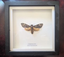 Deaths head hawkmoth for sale  GUISBOROUGH