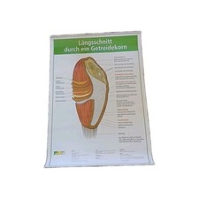 Plakat getreidekorn längsschn gebraucht kaufen  Kremmen
