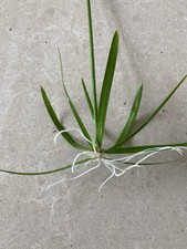 Umbrella plant house for sale  CHRISTCHURCH