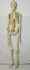 Scheletro anatomico resina usato  Salerno