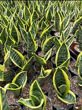 Snake plant mother for sale  Garden Grove