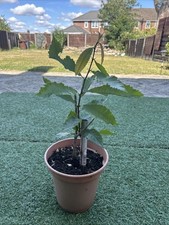 Chestnut tree edible for sale  LUTON