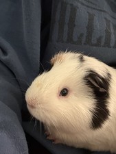 guinea pigs abyssinian for sale  Braintree