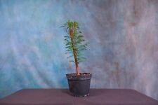 Bald cypress pre for sale  North Fort Myers