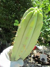 cactus trade for sale cactus trade for sale Surprise