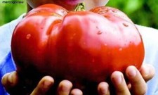 Délicieuse tomate tomate d'occasion  Expédié en France