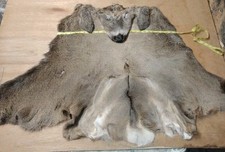 Whitetail deer cape for sale  Elcho