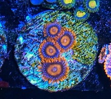 Orange oxides polyp for sale  HOLMFIRTH