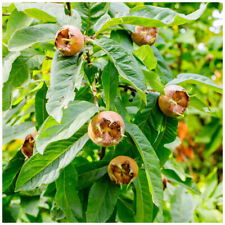 Medlar nottingham 5ft for sale  NEWTOWNARDS